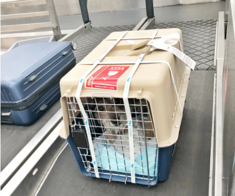 广元宠物托运 宠物托运公司 机场宠物托运 宠物空运